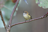 Image. Striated Thornbill