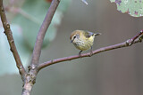 Image. Striated Thornbill