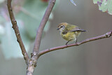 Image. Striated Thornbill