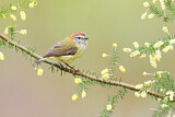 Image. Striated Thornbill