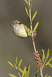 Image. Striated Thornbill