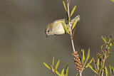 Image. Striated Thornbill