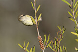 Image. Striated Thornbill
