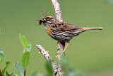 Image. Strichelbraunelle