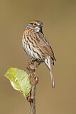 Image. Strichelbraunelle