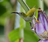 Image. Strichelspinnenjäger