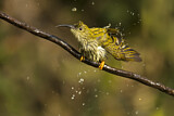 Image. Strichelspinnenjäger
