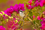 Image. Stripe-headed Sparrow