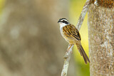Image. Stripe-headed Sparrow