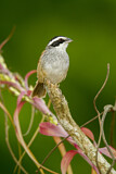 Image. Stripe-headed Sparrow