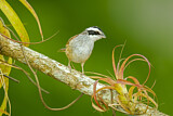 Image. Stripe-headed Sparrow