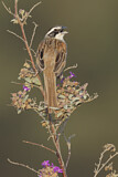 Image. Stripe-headed Sparrow