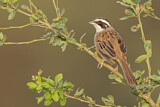 Image. Stripe-headed Sparrow