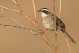 Image. Stripe-headed Sparrow