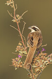 Image. Stripe-headed Sparrow