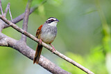 Image. Stripe-headed Sparrow