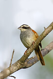 Image. Stripe-headed Sparrow
