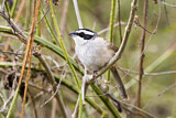 Image. Stripe-headed Sparrow