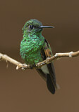 Image. Stripe-tailed Hummingbird