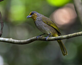 Image. Stripe-throated Bulbul