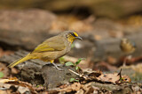 Image. Stripe-throated Bulbul