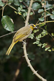 Image. Stripe-throated Bulbul