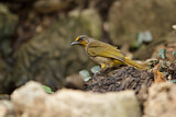 Image. Stripe-throated Bulbul