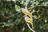 Image. Stripe-throated Bulbul
