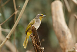 Image. Stripe-throated Bulbul