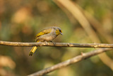 Image. Stripe-throated Bulbul