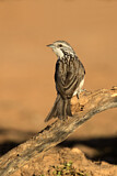 Image. Striped Honeyeater