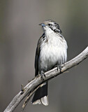 Image. Striped Honeyeater