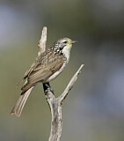 Image. Striped Honeyeater
