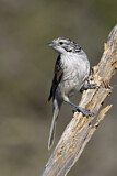Image. Striped Honeyeater