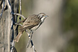 Image. Striped Honeyeater