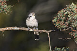 Image. Striped Honeyeater