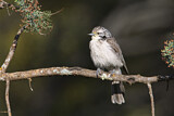 Image. Striped Honeyeater