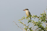 Image. Striped Kingfisher