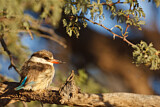 Image. Striped Kingfisher