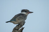 Image. Striped Kingfisher