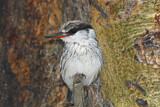 Image. Striped Kingfisher
