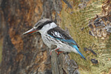 Image. Striped Kingfisher