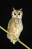 Image. Striped Owl