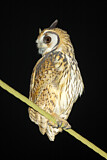 Image. Striped Owl