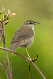 Image. Styan's Grasshopper Warbler