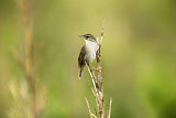 Image. Styan's Grasshopper Warbler