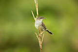 Image. Styan's Grasshopper Warbler
