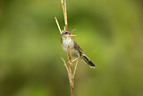 Image. Styan's Grasshopper Warbler