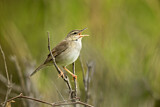 Image. Styan's Grasshopper Warbler
