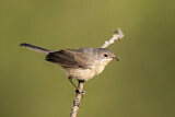 Image. Subalpine Warbler